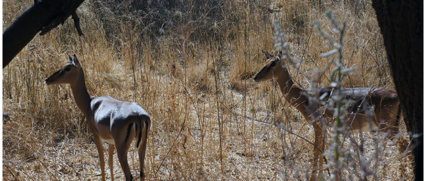 Antilopen in Namibia