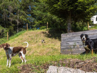 Urlaub mit Hund im Schwarzwald