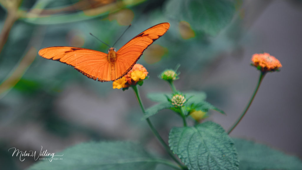 Schmetterlinge hautnah erleben – Schmetterlingshaus Maximilianpark Hamm