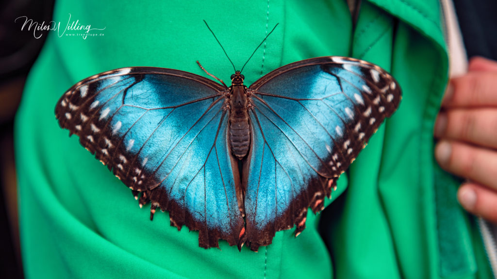 Schmetterlinge hautnah erleben – Schmetterlingshaus Maximilianpark Hamm
