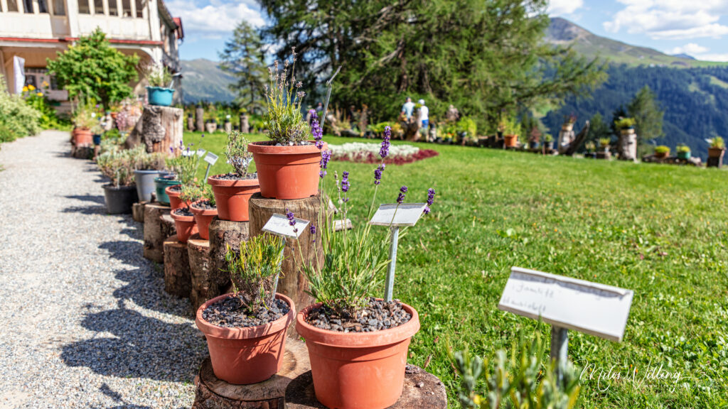 Werbung | Alpinum Schatzalp: Die Naturschätze rund um Davos mit allen Sinnen entdecken