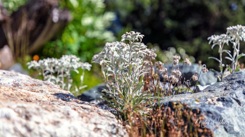 Werbung | Alpinum Schatzalp: Die Naturschätze rund um Davos mit allen Sinnen entdecken
