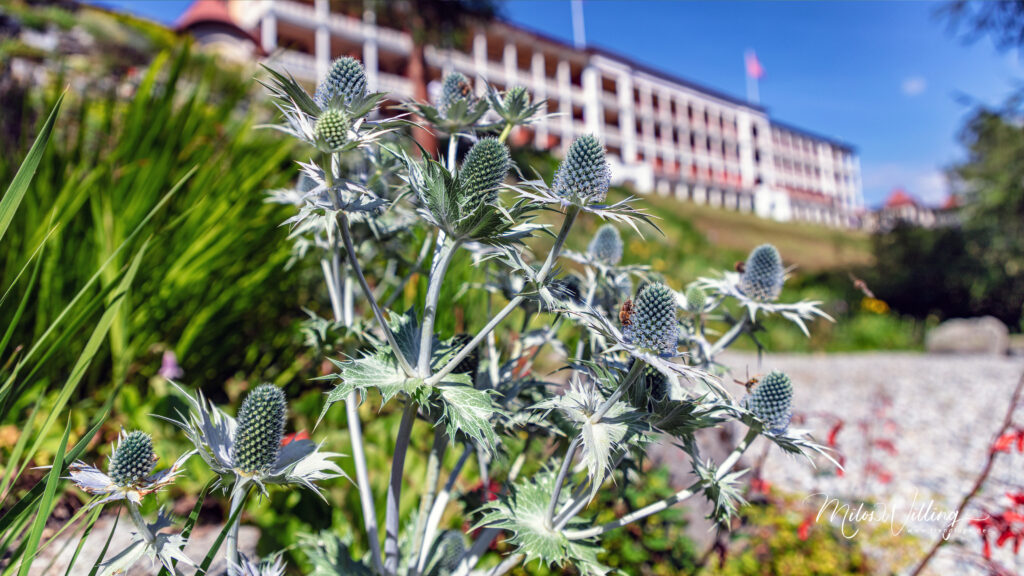 Werbung | Alpinum Schatzalp: Die Naturschätze rund um Davos mit allen Sinnen entdecken