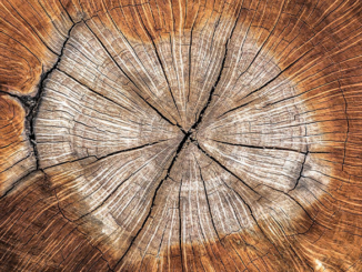 Massivholz – aus der Natur für die Natur