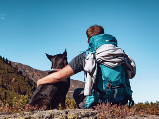 Reisen mit Hund - Tipps und Tricks für ein stressfreies Abenteuer!