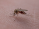 Mückenstiche: Die besten Tipps und Tricks für einen beschwerdefreien Sommer