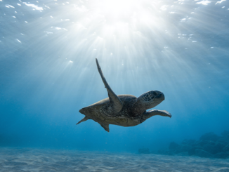 Welt Schildkröten Tag: Ein Ruf zur Rettung der Panzerträger