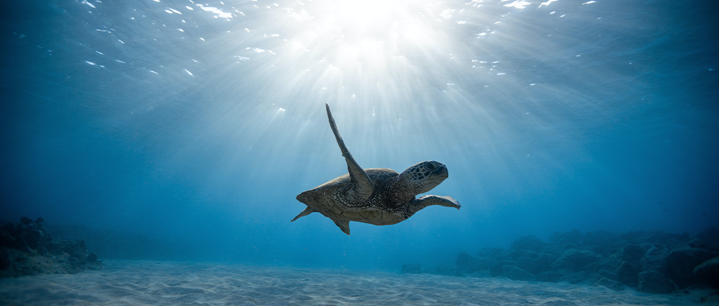 Welt Schildkröten Tag: Ein Ruf zur Rettung der Panzerträger