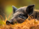 Wildschweine hautnah: Was Du bei einer unerwarteten Begegnung tun solltest
