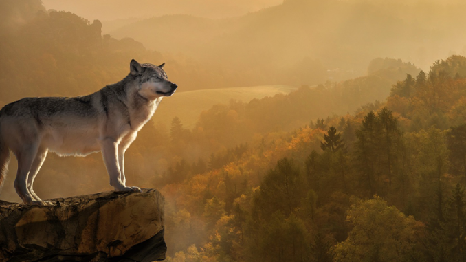 Wölfe auf dem Wanderweg: Wie man richtig reagiert