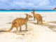 Lucky Bay: Wo der Sand rein wie Quarz und die Kängurus freundlich sind