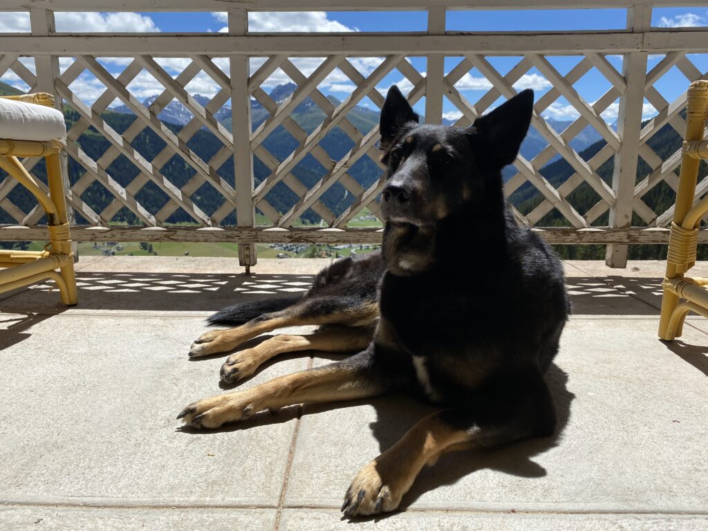 Wellnesshotel mit Hund