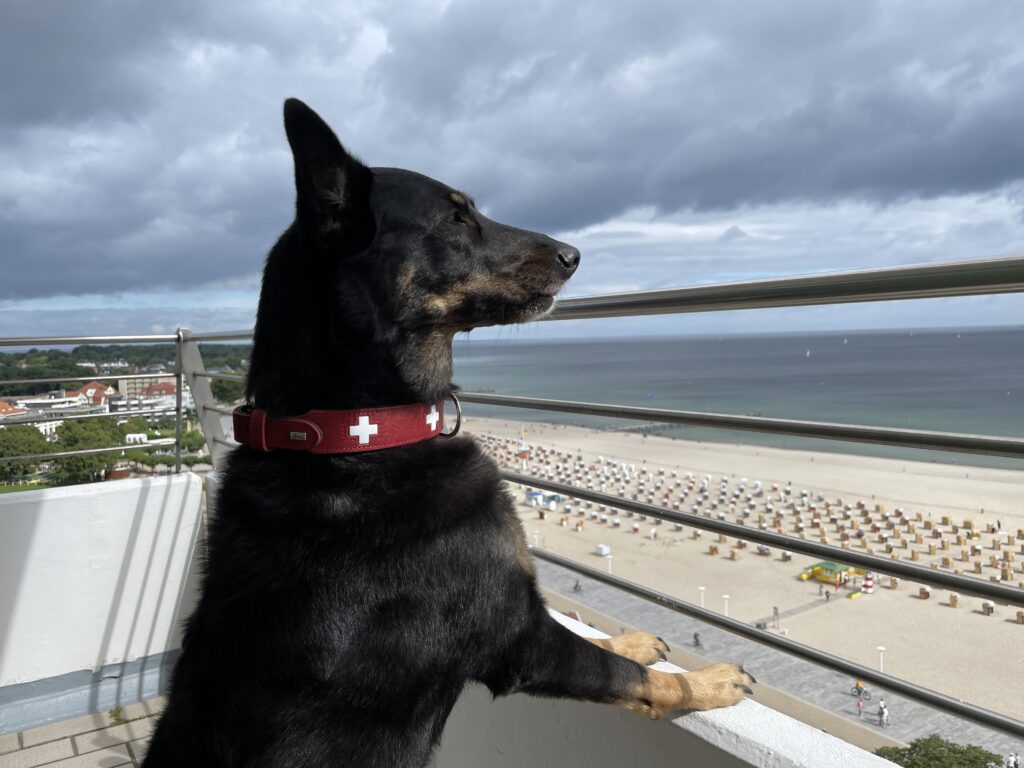 Wellnesshotel mit Hund