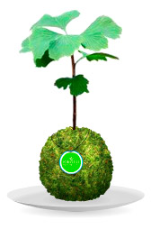 Werbung | Kibonu – ein Baum auf vier Pfoten